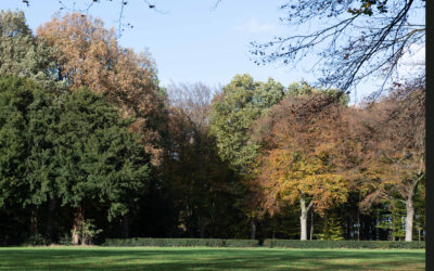 Herstelplannen voor de Hulst