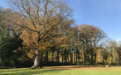 Bijzondere bomen op Landgoed De Hulst